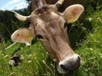 Calif. Meat Plant Cited for Humane Violations