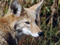 Please, Just Stop Feeding the Coyotes