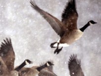 Sorry, Bird Lovers; Passenger Safety First