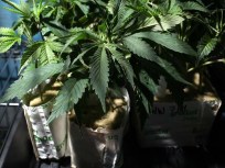 $1 Million in Marijuana Found in Ontario Home
