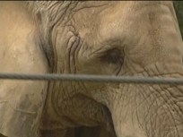 "I Spy" Actor's Elephant Exhibit Lawsuit Can Move Forward