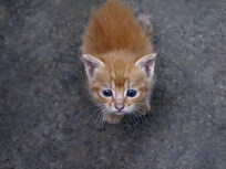Beverly Hills Votes to Defend Cats' Right to Swipe