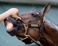Breeders Cup: Let's Horse Around All Weekend