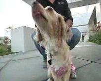 Sex Demanded for Return of Dog