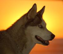 Dogs Are God's Creatures, Too: Local Church