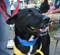 Luc Robitaille Scores One for Shelter Dogs