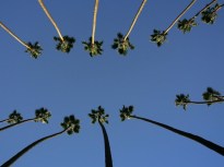 And the Great LA Walk '09 Will Be...