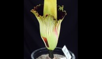 The fascinating corpse flower, named that way because it literally smells like rotting flesh, was on display at Cal State Fullerton Monday and Tuesday, May 16, 2017.