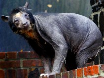 Weirdest Creatures of the World