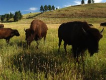 Catalina Island Bison Going on Birth Control