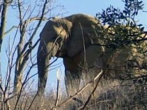 Proposal Would Put Elephant Sanctuary in City of Los Angeles