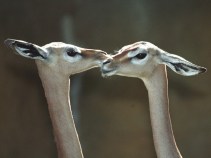 Valentine's Afternoon at the Zoo