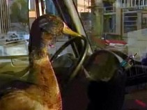 Trucking Duck