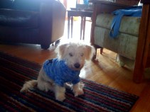 This Thanksgiving, Thank Your Dog for That Unconditional Love