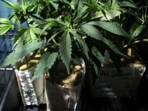 $1 Million in Marijuana Found in Ontario Home
