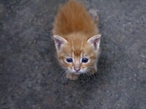 Beverly Hills Votes to Defend Cats' Right to Swipe