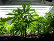New Law: Fine, Not Jail, for Pot Possession