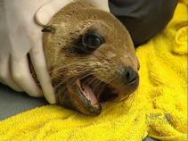 El Nino, Sea Lions Don't Mix