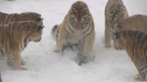 Siberian tigers from Northeast China tearing into a drone. (Feb, 22, 2017)