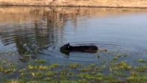A cow goes for a swim in Gilroy. (Sept. 2, 2017)