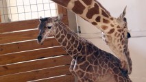 In this photo provided by Animal Adventure Park in Binghamton, N.Y., April the giraffe licks her new calf on Saturday, April 15, 2017. Her birth was broadcast to an online audience with more than a million viewers.