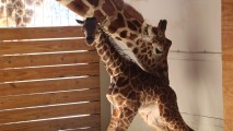 In this photo provided by Animal Adventure Park in Binghamton, N.Y., a giraffe named April stands with her new calf on Saturday, April 15, 2017. Her birth was broadcast to an online audience of more than a million viewers.