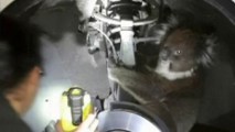 In this Sept. 9, 2017 image taken from a video, a worker uses a light near a koala in the wheel arch, in Adelaide, Australia. The koala survived a 16-kilometer (10-mile) trip in wheel arch.