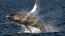 A file image of a humpback whale.