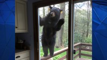 A bear got right up against the glass sliding door at an Avon home last week.