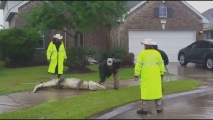 Alligator Found in Texas Neighborhood