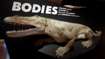 Meet the Ambulocetus, and a host of other amazing members of mammalia, at the new Natural History Museum of Los Angeles exhibit. It