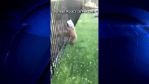 Bear Cub Gets Head Stuck in Jar