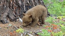 The "first-ever online bear tracker" is part of the just-launched web site, which is a collaborative effort on behalf of Yosemite National Park and the Yosemite Conservancy.