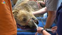 Grizzly Bear Gets Root Canal