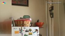 Pigeon Sneaks Into Apartment, Lays Eggs in Pasta Strainer