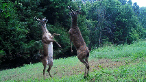 Deer Caught Duking It Out on Camera