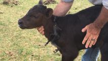 Calf and a Half: Six-Legged Calf Born