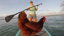 Chicken of the Sea?