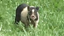 Ham on the Lam! Runaway Family Pig Evades Capture