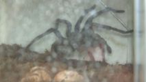 Tenant Abandons Apartment, Leaves Behind Scorpions
