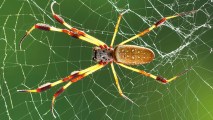 Face up to your arachna-obsessions at the Natural History Museum starting on Friday, Sept. 15.