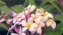 Pretty plumeria is the star at the LA Arboretum on Saturday, July 22.