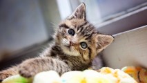 Attend a drop-by orientation and learn the fostering ins/outs. The dates? Aug. 26 and 27 at Los Angeles Animal Services, Stray Cat Alliance, and Best Friends in LA.