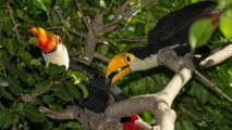 Visitors to the San Diego Zoo are getting their first glimpse of two toco toucan chicks, which are now actively exploring their habitat in the Zoo’s Parker Aviary, with mom close by.