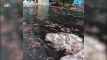 Truck Spills Live Eels on Oregon Highway