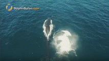 A baby humpback whale was caught on camera with a drone throwing a tantrum on July 2, 2017.