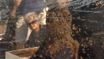 Un-Bee-Lievable! Canadian Man Sets New Bee Beard Record