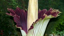 The smell is on: The Titan Arum, or Corpse Flower, now on view at the San Diego Botanic Garden, has opened its frilly fronds as of Monday night, Sept. 18. The bloom will last for two or three days.