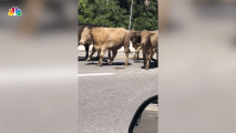 Cows Keep Traffic From Moo-ving on Nashville Parkway