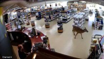 Deer Crashes Into Paint Store